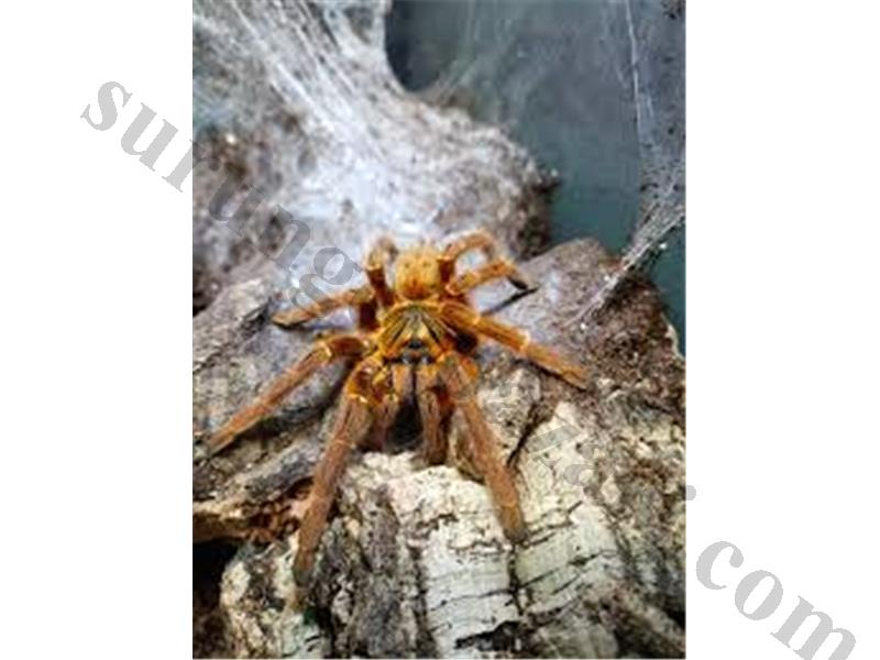 Pterinochilus murinus 